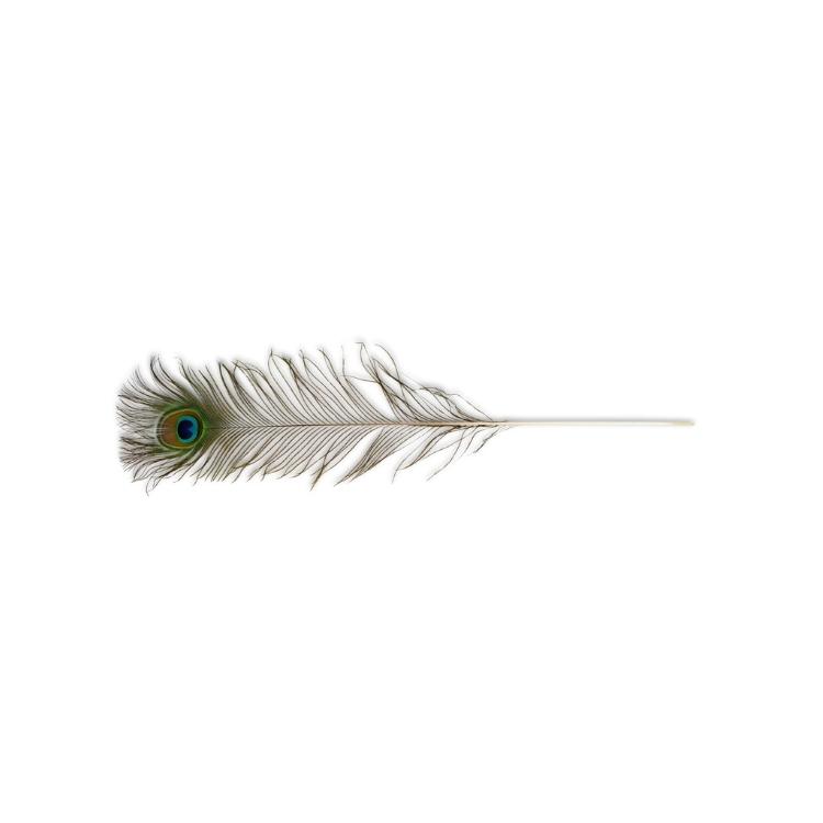 Natural Peacock Feathers - Vee Enterprises